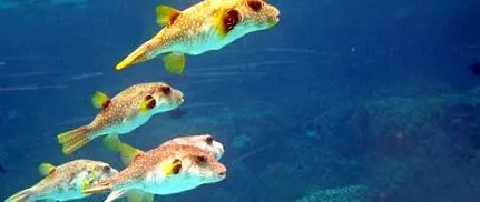 fugu delicatesă