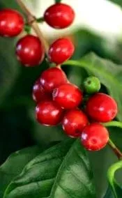 ipecacuanha