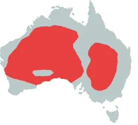 kakadu