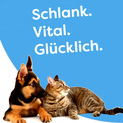 főoldal