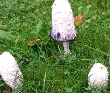 gyógygombák