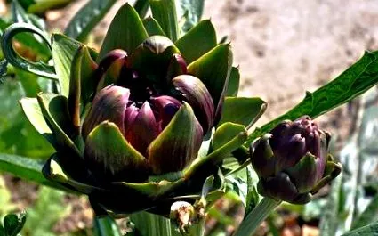 inulin
