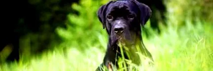 cane