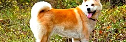 akita
