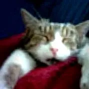 katzenforum
