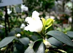 Camellia japonica