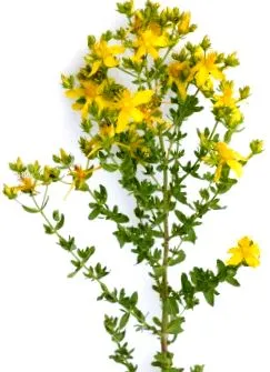 medicinală