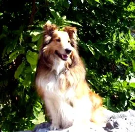 раса која
