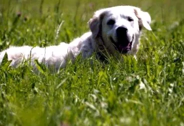 retriever