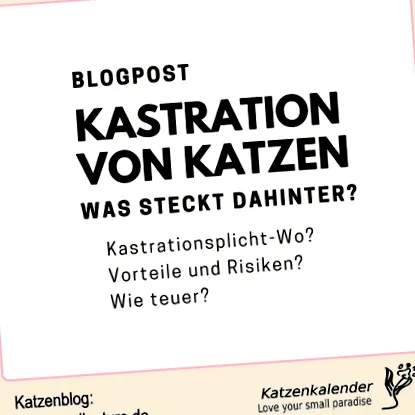 pisicilor riscuri