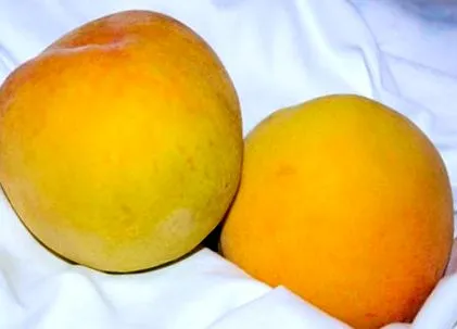 friss őszibarack