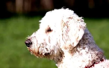 labradoodle