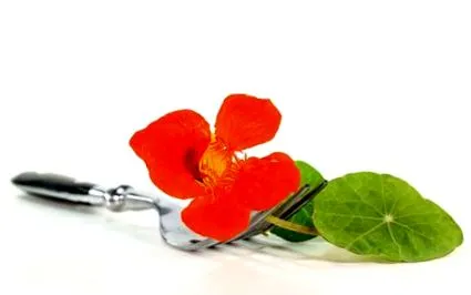 nasturtium