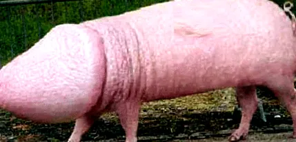 okos okos