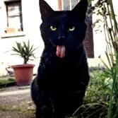 lilli