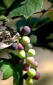 pesticide