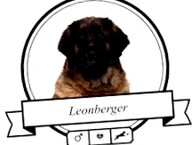 leonberger-kór