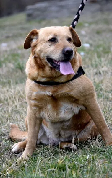 Hundehilfe Marika