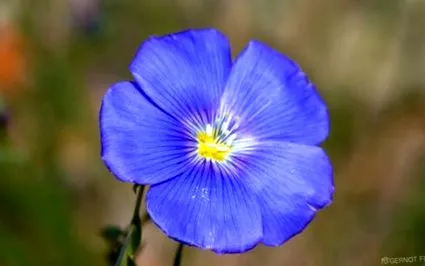 usitatissimum linum