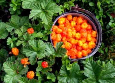 cloudberry használat