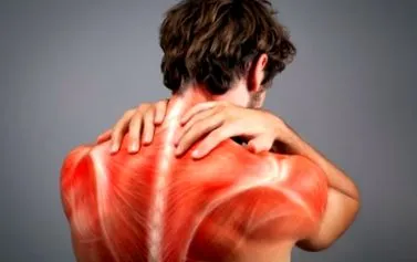 muscular