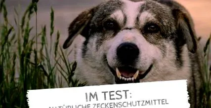 kutyák kedvenc