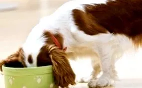tippek