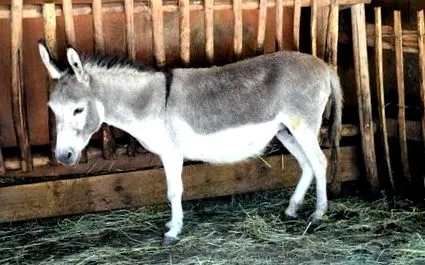 jólétük