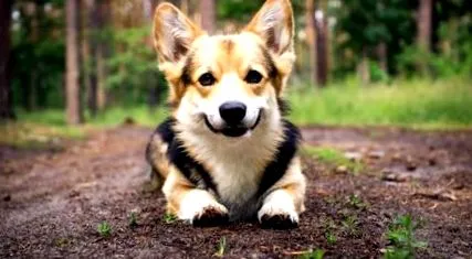 corgi