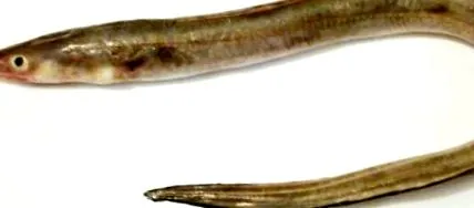 kongus