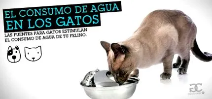котки