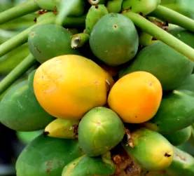 papaya