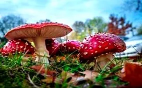 причини печурки