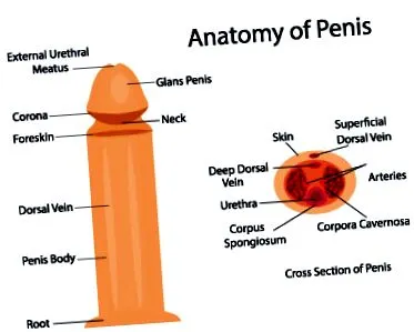 penisului