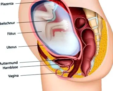 placenta