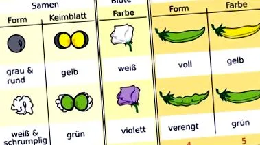 Gregor Mendel