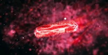 proteus