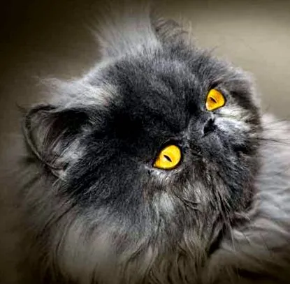 perzsa