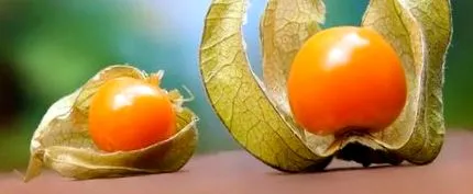 physalis gyógyszertári