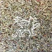 rosemary rosemary