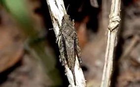 biológia