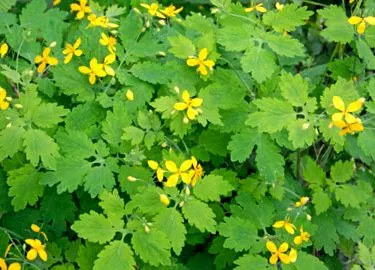 celandine