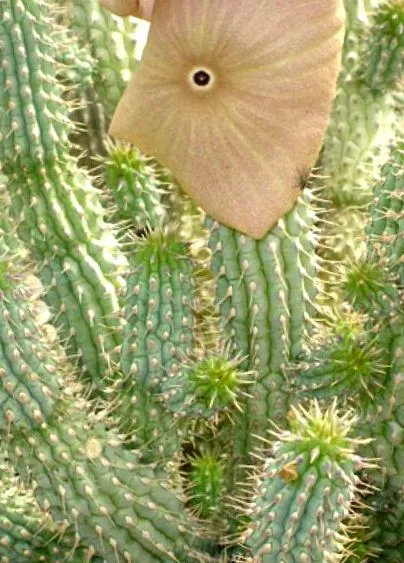 cactusul