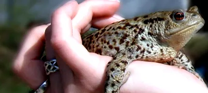 kapcsolatos