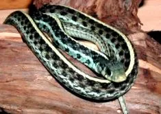 Thamnophis este