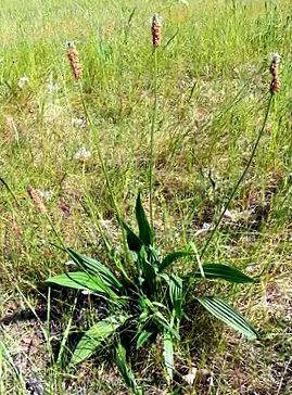 útifű Plantago