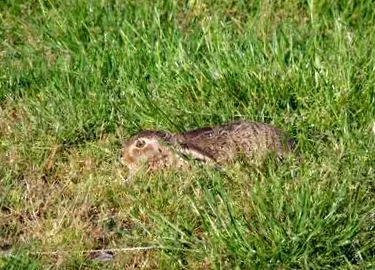 pestis gyógyító