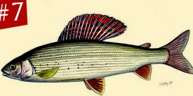 halprofil