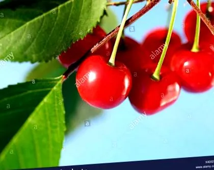 cherry