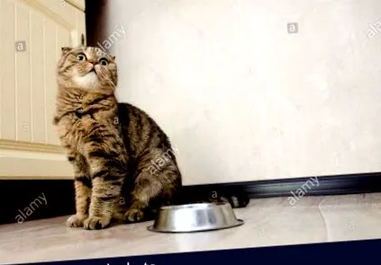 tabby tabby